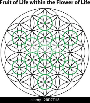 Die Blume des Lebens. Vektorelemente Für Erschreckte Geometrie. Das sind Religion, Philosophie und Spiritualsymbole. Die Welt der Geometrie. Stock Vektor