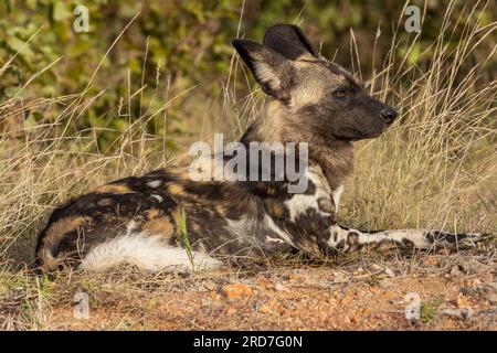 Ein einzelner afrikanischer Wildhund ruht in der Nähe des Phalaborwa-Tores im Kruger-Nationalpark, Südafrika Stockfoto