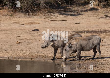 Ein erwachsenes Paar Warzenschweine, das an einem Wasserloch im Kruger-Nationalpark Südafrika trinkt Stockfoto