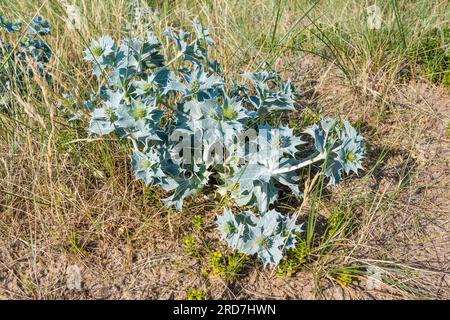 Sea Holly, Eryngium maritimum, wächst hinter Snettisham Beach am Ostufer von The Wash in Norfolk. Stockfoto