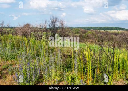 Die Vegetation erholte sich von den Auswirkungen eines Gesundheitsbrandes im Snettisham Country Park an der Ostküste der Waschanlage. Stockfoto