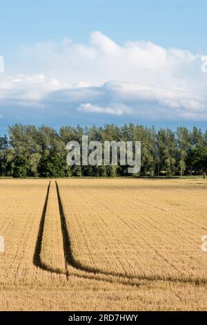 Maisanbau auf einem Feld in Norfolk. Stockfoto