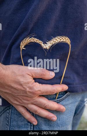 Ein Mann in Jeans und einem blauen T-Shirt hat zwei Maisohren, die wie ein Herz aus einer Tasche ragen Stockfoto