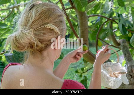 Eine blonde Frau mit einem Ohr Mais im Haar, die eine Feige von einem Baum pflückt Stockfoto