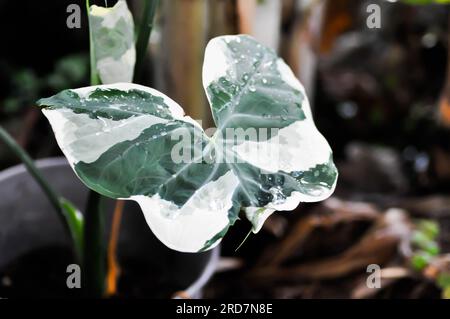 Albomarginata, Araceae oder Schott oder Xanthosoma sagittifolium oder XANTHOSOMA oder Mickey Mouse Plant und Regentropfen Stockfoto