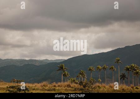 Palmen und Berglandschaft Stockfoto