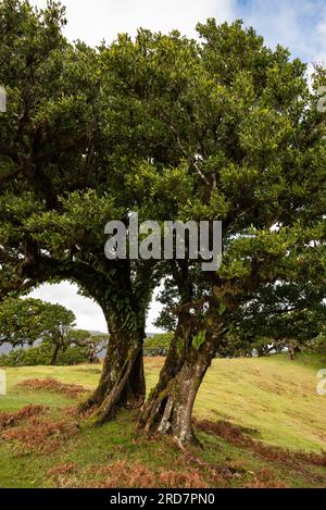 Wunderschön verdrehte Zweige eines StinkholzLorbeerbaums (Ocotea foetens), bedeckt mit Moos und Farnen, im alten Lorbeerwald von Fanal, Madeira Stockfoto