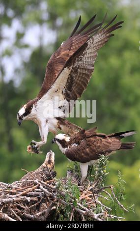 Fischadler bringt Fische zurück ins Nest, Ontario, Kanada Stockfoto