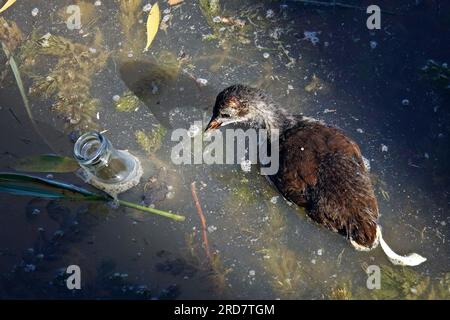 Diyarbakir, Türkei. 18. Juli 2023. Ein wildes Grünfuß-Wasser-Huhn (Gallinula chloropus), das im Schilf am Ufer des Flusses Tigris in der Stadt Diyarbakir lebt, schaut auf eine Glasflasche im Wasser, während es das verschmutzte schmutzige Wasser des Flusses ernährt. Die Verschmutzung des Flusses Tigris in der Nähe der Stadt Diyarbakir und der Hevsel-Gärten, die zum Weltkulturerbe gehören, hat in den letzten Jahren zugenommen. Müll, der von Touristen in der Region hinterlassen wurde, Plastikmüll, der in den Tigris River geworfen wurde, und schmutziges Wasser, das in den Fluss abgeleitet wird, bedrohen das Leben vieler Vögel und wilder Seeteufel Stockfoto