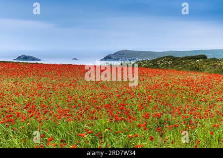 Der atemberaubende Anblick eines Feldes voller Common Poppies Papaver Rhoeas an der Küste von Crantock Bay in Newquay in Cornwall, Großbritannien in Europa Stockfoto