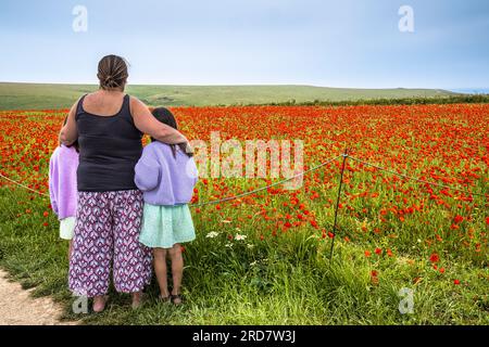 Eine Mutter und ihre beiden Kinder genießen den atemberaubenden Anblick eines Feldes voller Gemeiner Mohnblume Papaver Rhoeas an der Küste von Crantock Bay in Newquay in Cor Stockfoto