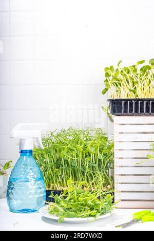 Frisch gezüchtete Mikrogreens, in der Küche, weiße Tischecke. Selbst gezüchtete gesunde Superfood Mikrogreens. Microgreen Baby Leaf Sprouts in Plastiktabletts, Urba Stockfoto