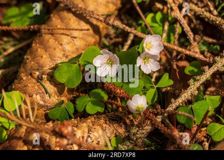 Holzdorn (Oxalis acetosella) mit seinen dreiblättrigen Kleeblättern, die auf einem Waldboden inmitten von Fichtenzapfen und Zweigen wachsen Stockfoto