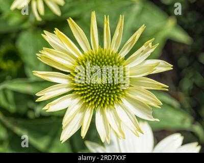 Coneflower-Blüte - Echinacea purpurea „Green Jewel“ Stockfoto