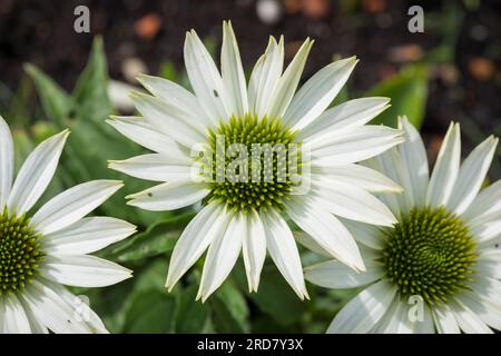 Coneflower-Blüten - Echinacea purpurea „Green Jewel“ Stockfoto