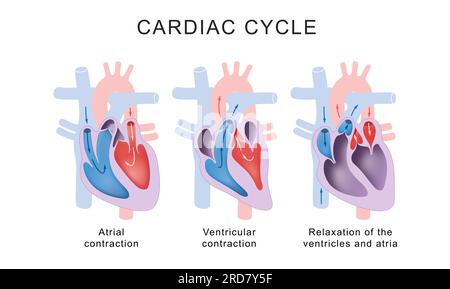 Herzzyklusphasen: Systole und Diastole Stockfoto