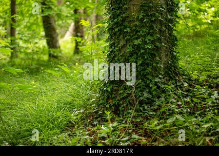 Nahaufnahme eines mit Efeu bedeckten Baumstammes in einem unberührten Laubwald, Ith-Kamm, Weserbergland, Deutschland Stockfoto