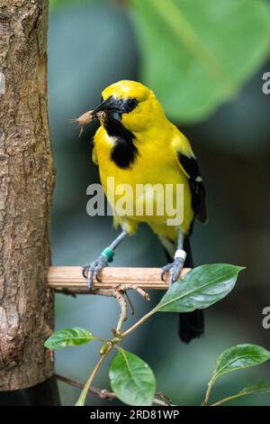 Gelbe Oriole (Icterus nigrogularis), Erwachsener, hoch oben auf dem Stiel Stockfoto