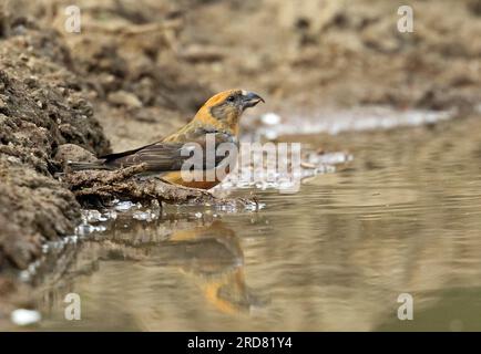 Common Crossbill (Loxia curvirostra), unreifer männlicher Alkoholkonsum im Pool Lynford Arboretum, Norfolk, Großbritannien April Stockfoto