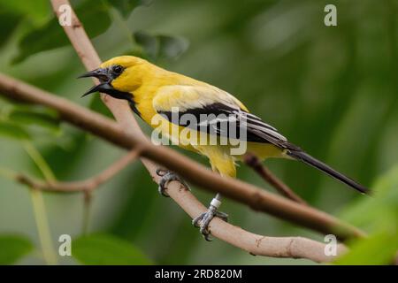 Gelbe Oriole (Icterus nigrogularis), Erwachsener, hoch oben auf dem Stiel Stockfoto