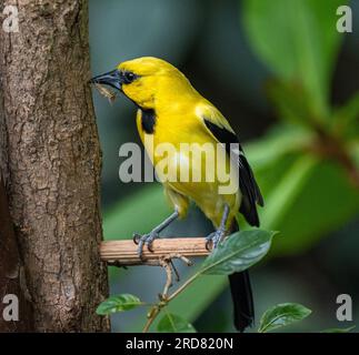 Gelbe Oriole (Icterus nigrogularis), Erwachsener, hoch oben auf dem Stiel Stockfoto