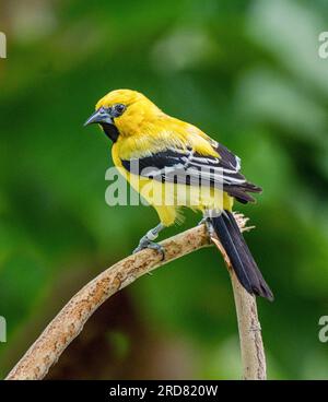 Gelbe Oriole (Icterus nigrogularis), Erwachsener, hoch oben auf dem Stiel Stockfoto