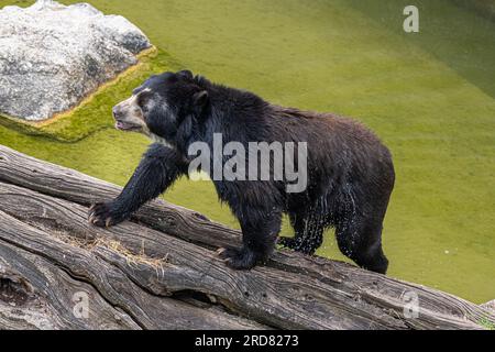 Brillenbär (Tremarctos ornatus), Andenbär Stockfoto