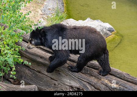 Brillenbär (Tremarctos ornatus), Andenbär Stockfoto