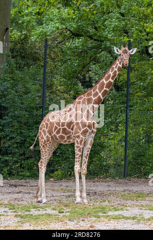 Giraffen-Hautmuster. Karlsruher Zoo, Baden Württemberg, Deutschland Stockfoto