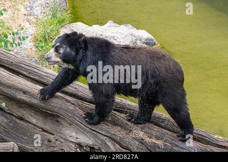 Brillenbär (Tremarctos ornatus), Andenbär Stockfoto