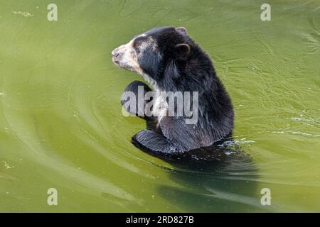 Brillenbär (Tremarctos ornatus), Andenbär Stockfoto