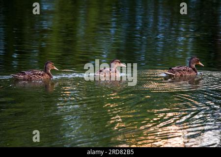 Drei wilde Enten schwimmen eine nach der anderen entlang des Flusses Stockfoto