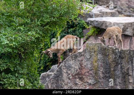 Alpine Ibex (Capra ibex). Junge Tiere im Spiel. Stockfoto