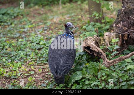 Porträt des Vulturinen Guineafowl (Acryllium vulturinum). Es ist die größte erhaltene Art von Guineafuhu. Stockfoto