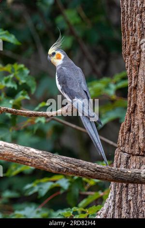 Cockatiel (Nymphicus hollandicus), männlich Stockfoto