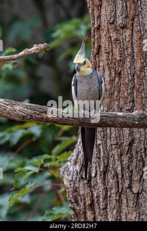 Cockatiel (Nymphicus hollandicus), männlich Stockfoto