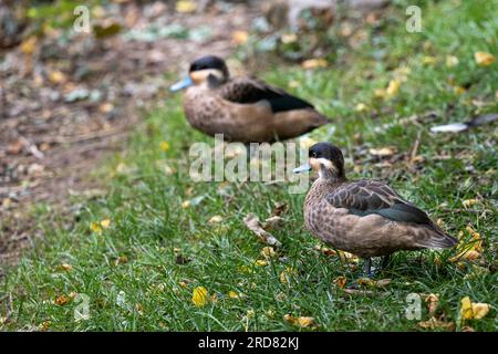 Anus Versicolor Puna, Puna Teal Ente, ein Vogel, der in Südamerika zu finden ist Stockfoto