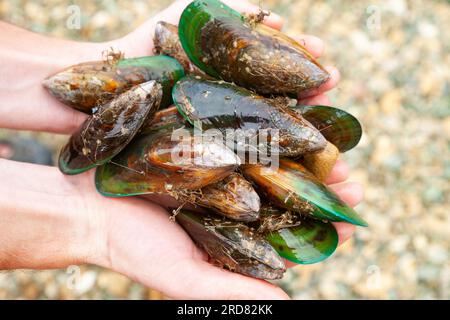 Bei Marlborough Sounds, Südinsel von Neuseeland, halten Sie die Hände in der Hand von frisch geernteten, köstlichen Muscheln mit grünen Lippen (auch bekannt als Greenshell Muschel oder kuku) Stockfoto