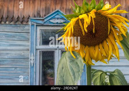 Gelbe Sonnenblume, die vor dem Fenster eines Dorfhauses wächst Stockfoto