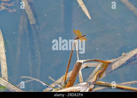 Eine kleine rostige rote Libelle hoch oben auf einer toten Schilfpflanze über dem Wasser am See an einem sonnigen Tag im Sommer Stockfoto