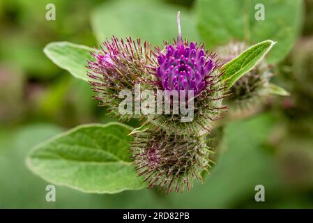 Makrofoto der Blütenstände einer kleineren Klette (Arctium minus), eine der violetten Blüten beginnt zu blühen Stockfoto