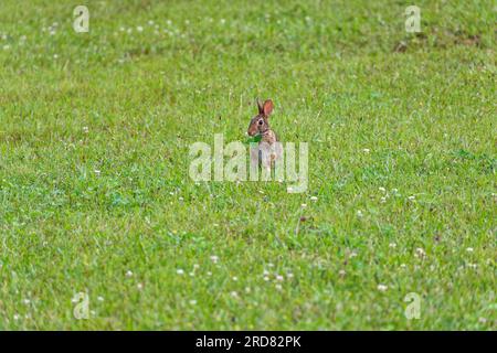 Ausgewachsener östlicher Hase, der im Gras weidet, aufrecht sitzt und an einem sonnigen Sommertag große Kleeblätter isst Stockfoto