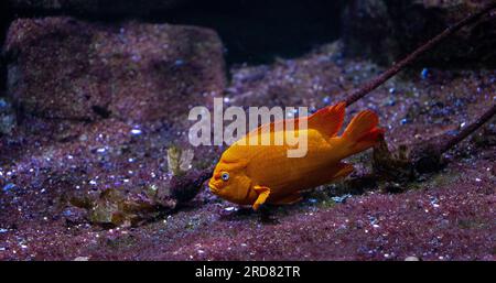 Der männliche GaribaIdi (Hypsypops rubicundus) Stockfoto