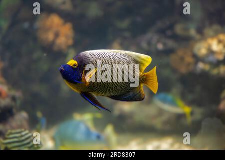 Blaue konfrontiert Kaiserfisch-Pomacanthus Xanthometopon in einem Korallenriff. Stockfoto