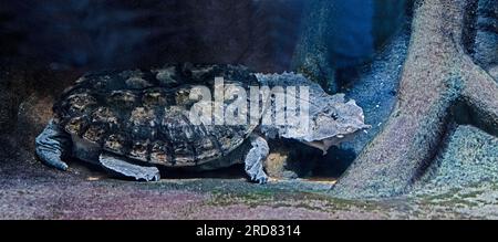 Matamata-Schildkröte (Chelys fimbriata) Stockfoto