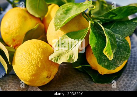 Lebhafte frische Zitronen und Blätter in hellem Sonnenschein auf dem Tisch Stockfoto