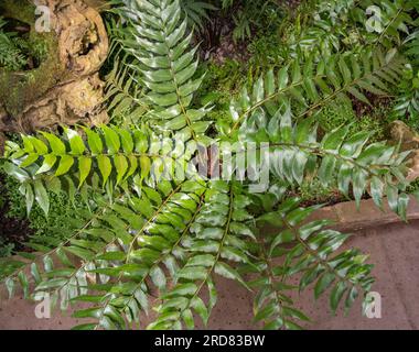 Cyrtomium falcatum ist eine Farnart, allgemein bekannt als Haus-Holly-Farn und japanischer Holly-Farn Stockfoto