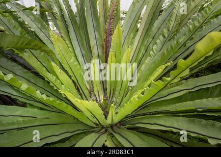 Vogelnistfarn (Asplenium Nidus). Botanischer Garten KIT Karlsruhe, Deutschland, Europa Stockfoto