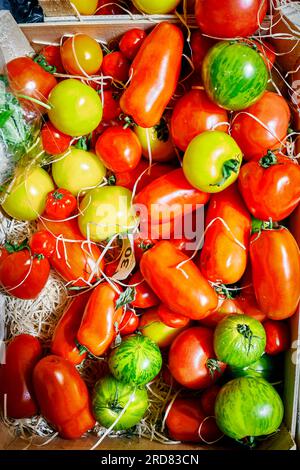 Zahlreiche, farbenfrohe, frische traditionelle Tomaten auf dem Marktstand mit hartem Licht Stockfoto