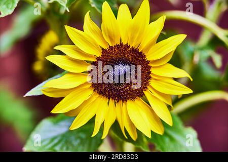 Leuchtende gelbe Sonnenblume in voller Blüte, mit zarten Blütenblättern und frischem Duft Stockfoto